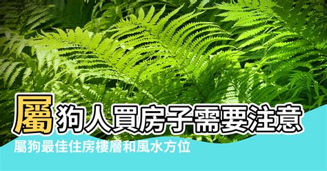 屬狗適合方位|属狗最佳住房楼层和风水方位